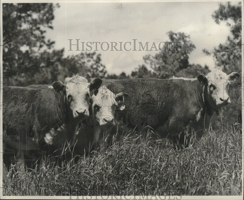 1969 Press Photo Cows roaming around the Expedition Farm - nob28796 - Historic Images