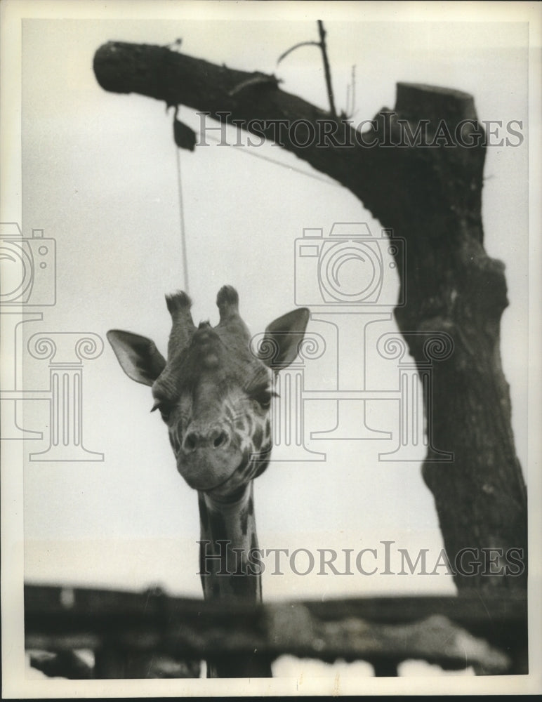 1959 Sad-looking giraffe peers over fence beneath tree at London Zoo - Historic Images