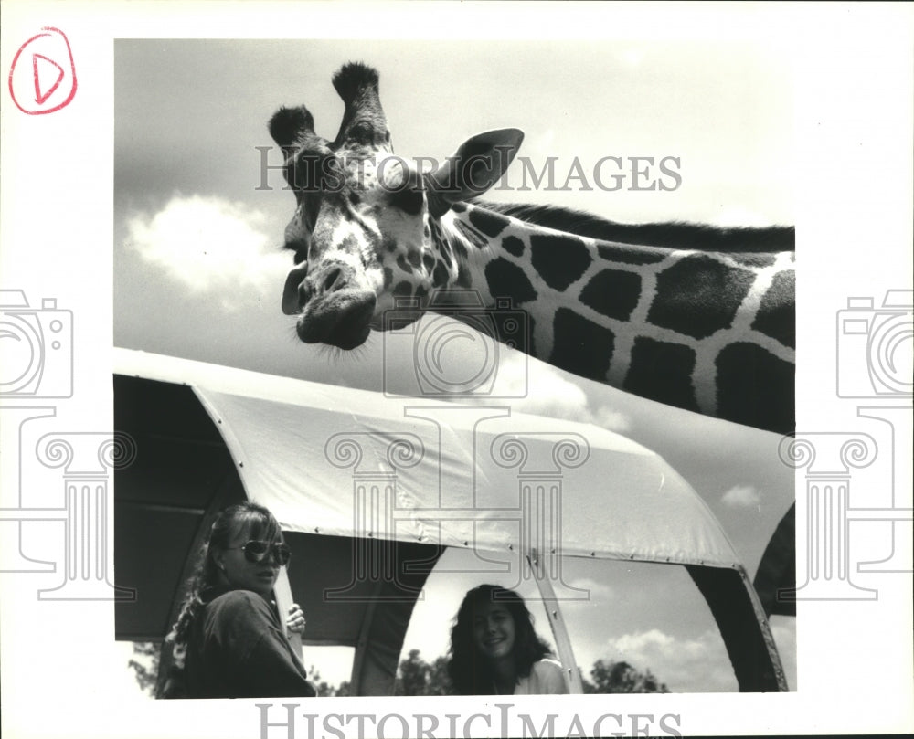 1991 Tapper the giraffe at Global Wildlife Center in Folsom, La. - Historic Images