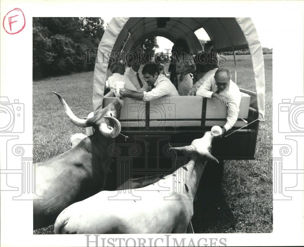 1991 Africa Watusi cattle at Global Wildlife Center in Folsom, La. - Historic Images