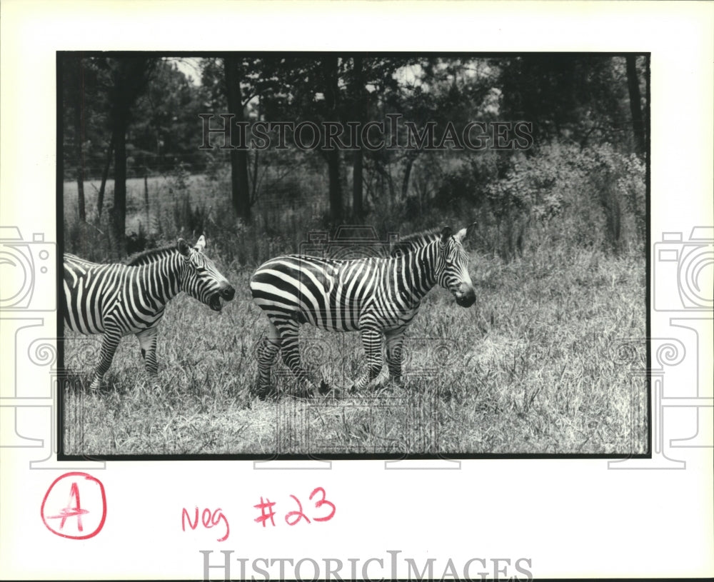 1991 Press Photo Zebras at Global Wildlife Center in Folsom, Louisiana - Historic Images