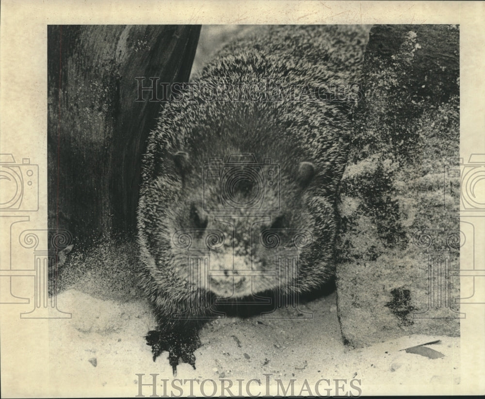 1978 Press Photo Groundhog Emerges From Its Burrow in Snow - nob29712 - Historic Images