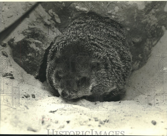 1979 Press Photo Groundhog Emerges From Its Burrow - nob29717 - Historic Images