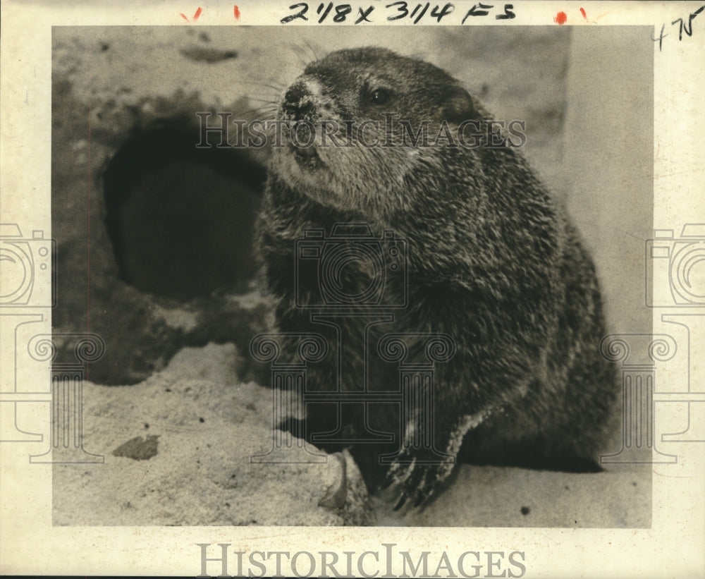 1978 Press Photo Groundhog Emerges From Its Burrow - nob29718 - Historic Images