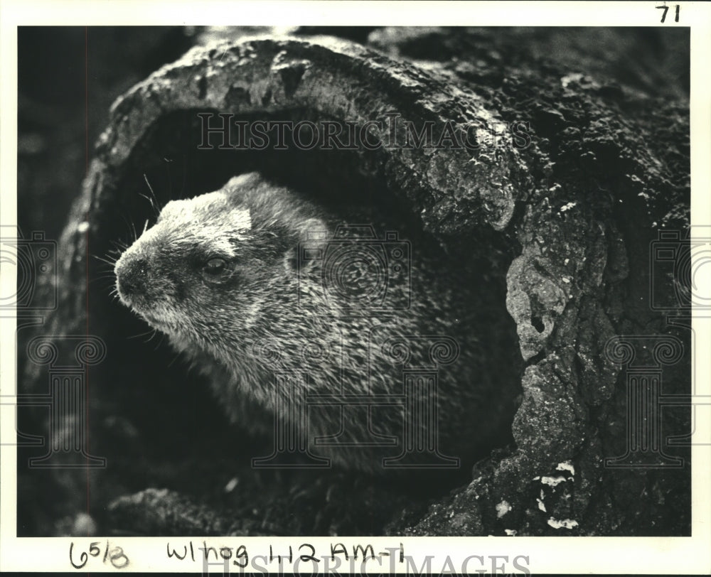 1983 Equinox- groundhog at Audubon Zoo: A non-committal forecaster - Historic Images