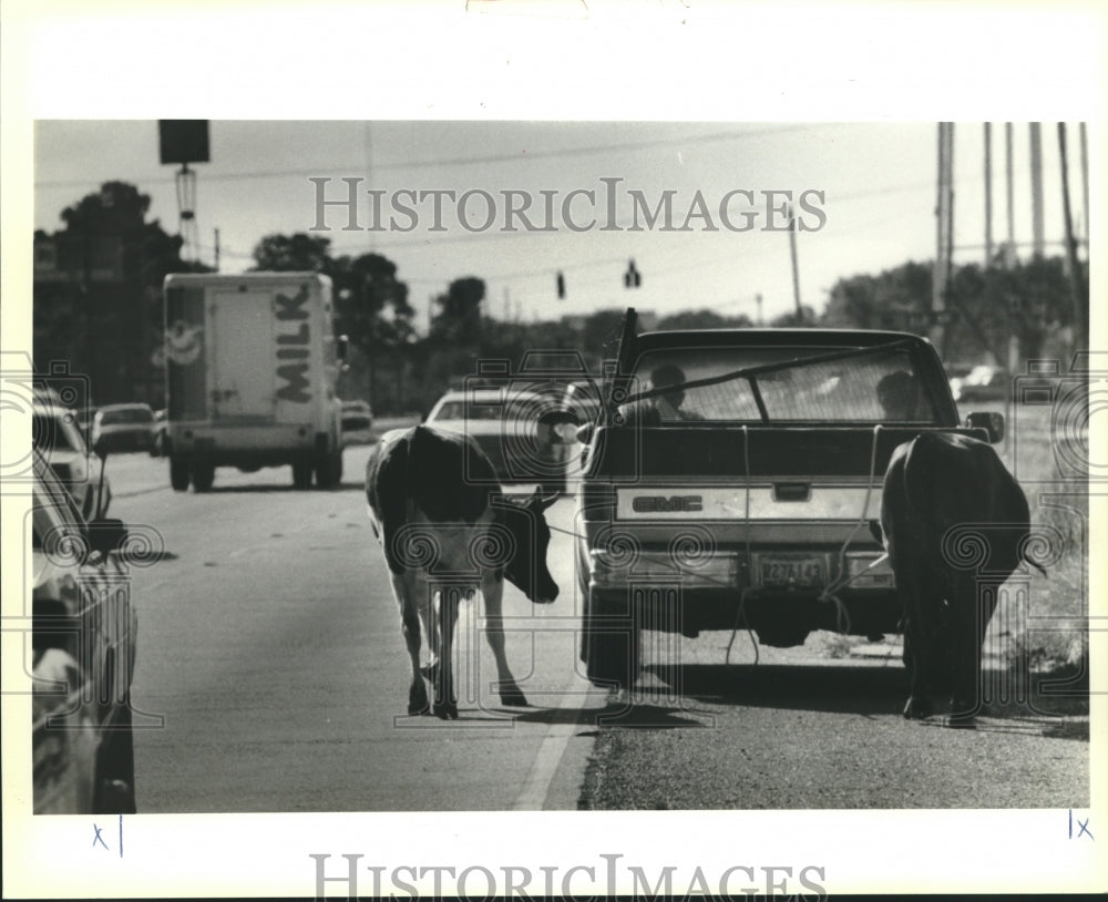 1990 Ray Gremillion drives his escaped cows down Belle Chasse Hwy - Historic Images