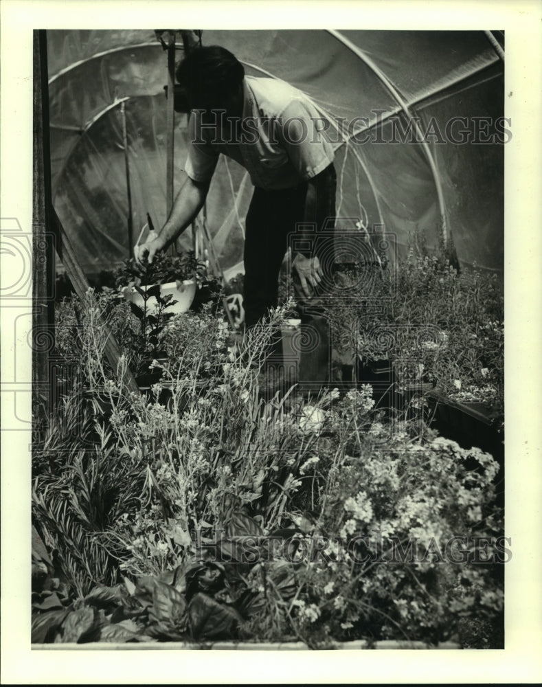 1988 Gardner attending to his herb garden - Historic Images