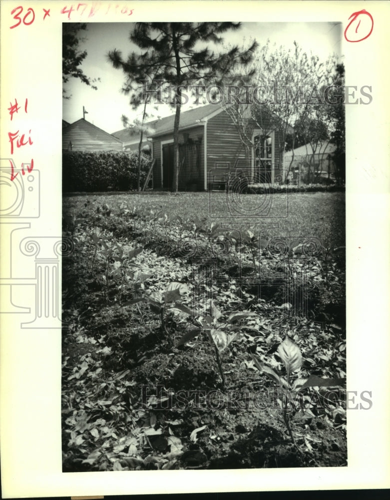 1992 Herb garden in Uptown section of town - Historic Images