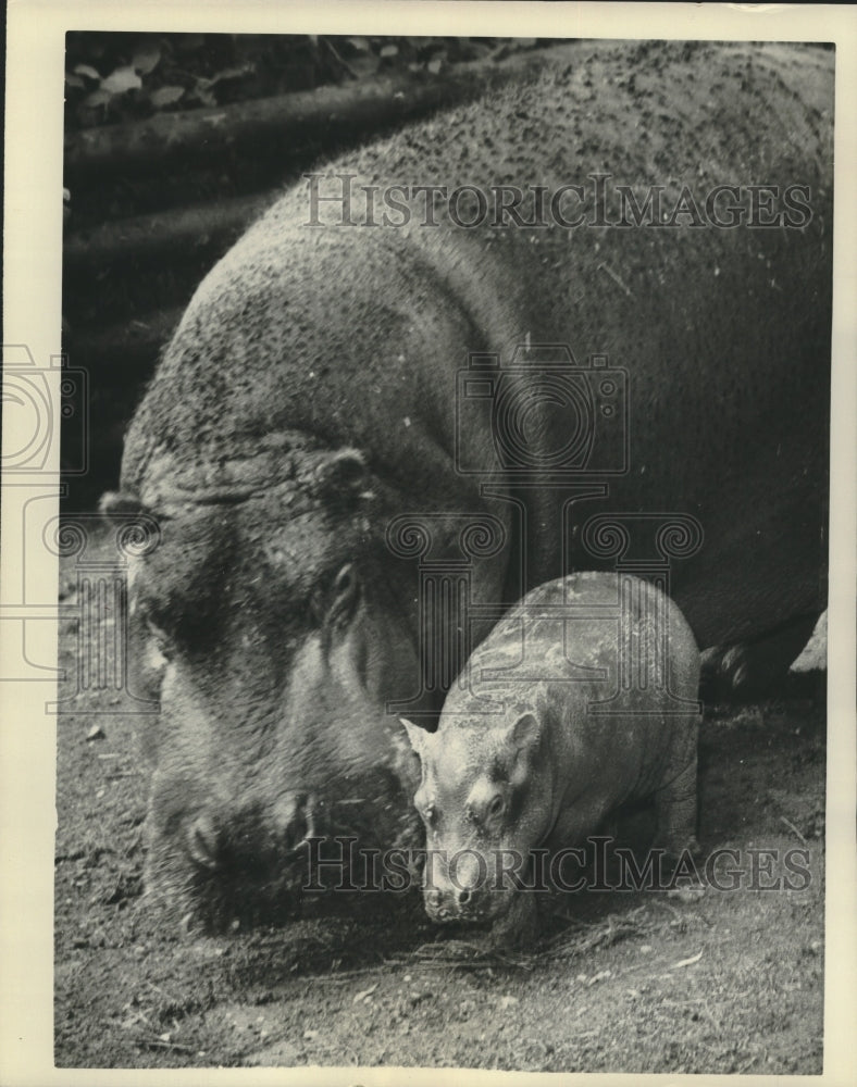 1961 Press Photo Baby hippopotamus and mother at Whipsnade Zoo, England - Historic Images