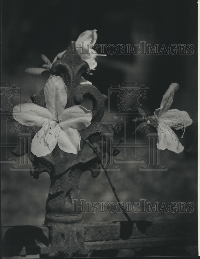 1983 Press Photo Grace Episcopal Church Iron Fence with Spring Flowers - Historic Images