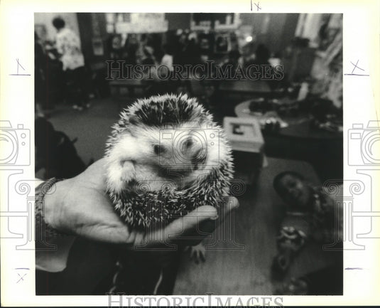 1995 Press Photo Spike, a male African Hedgehog visits Chateau Elementary School - Historic Images