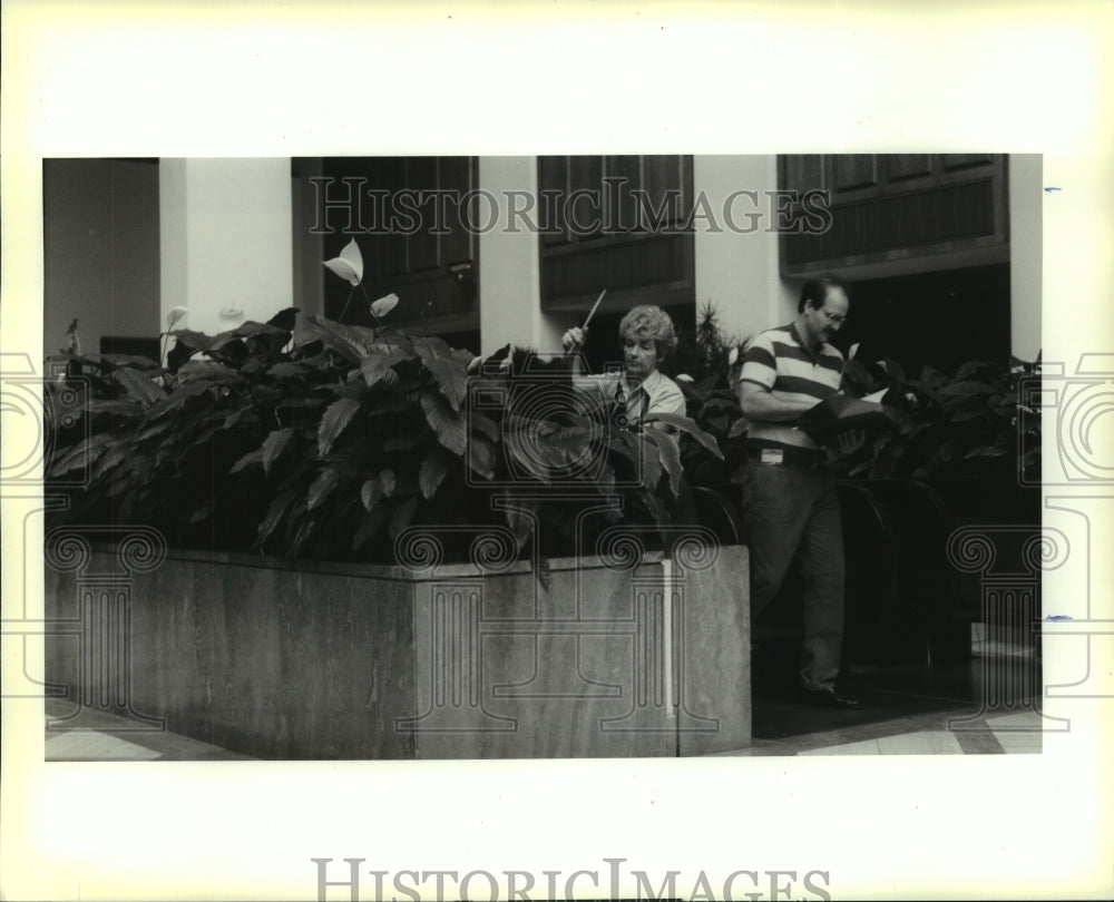 1990 Press Photo Loretta Moore dusts the leaves of the Peace Lilys in the atrium - Historic Images