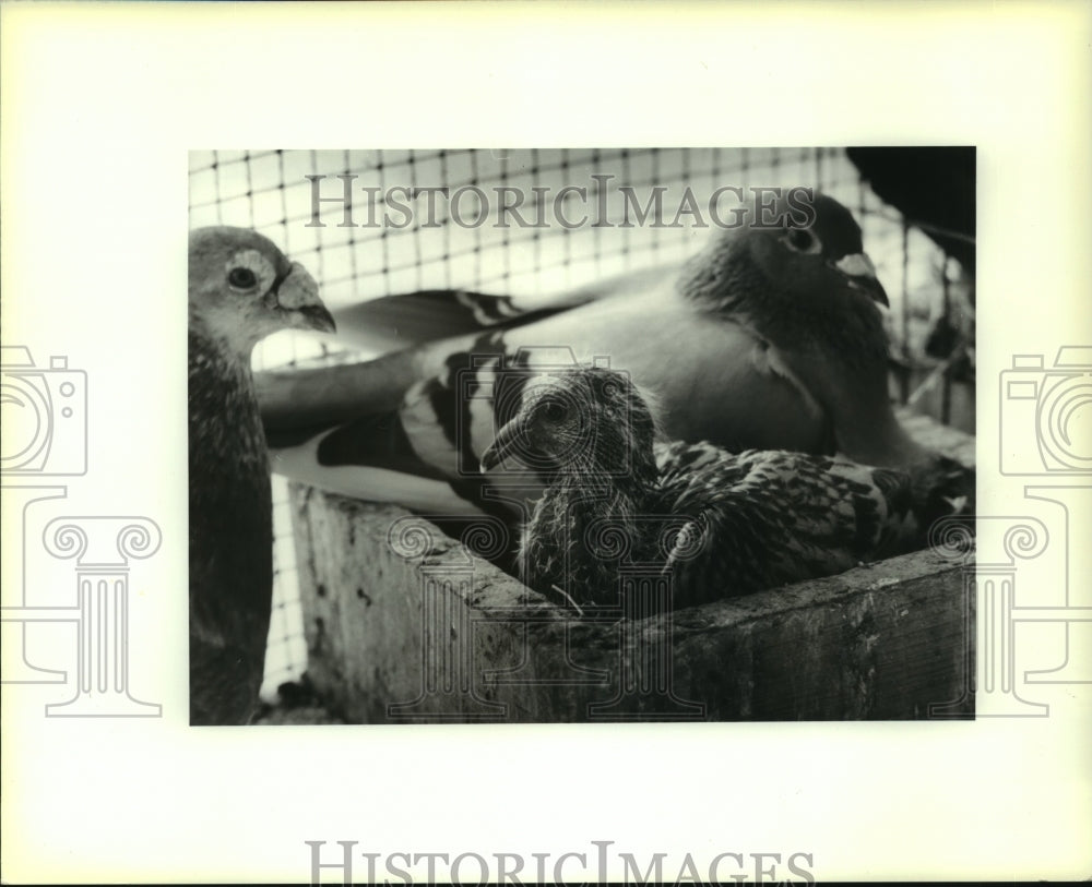 1991 Press Photo Mom, dad and baby pigeon- raised by Steve Nuccio - Historic Images