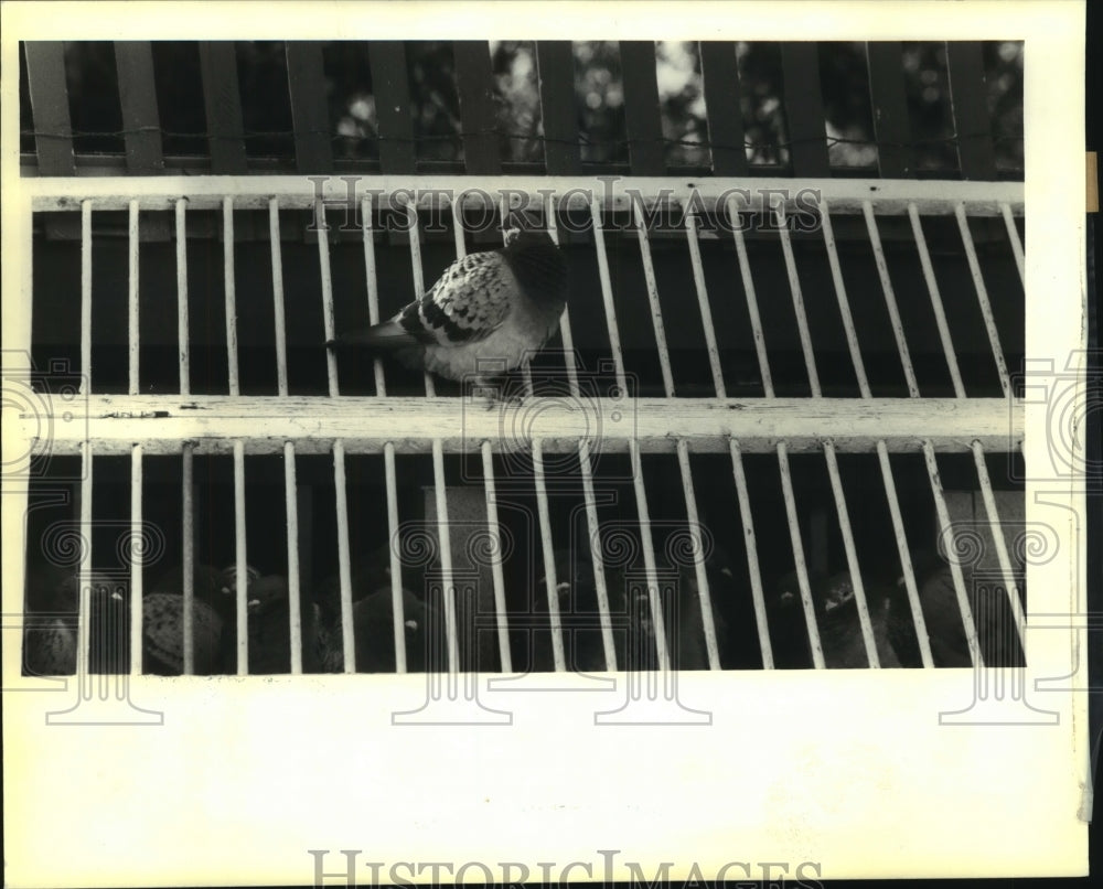 1992 Press Photo a Bait homing pigeon sit atop a coup - nob35894 - Historic Images