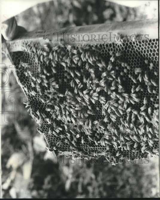 1977 Press Photo A colony of bees ready to be harvested for honey production - Historic Images