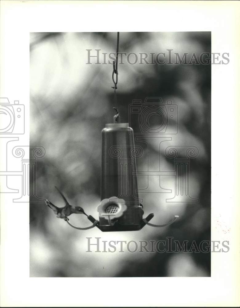 1992 Press Photo Ronnie Stein&#39;s Hummingbird feeder has a tiny visitor - Historic Images