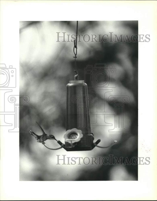 1992 Press Photo Ronnie Stein's Hummingbird feeder has a tiny visitor - Historic Images
