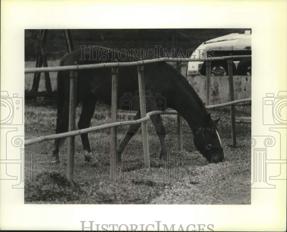 1994 Horse eats grass on other side of fence on St. Bernard Highway - Historic Images