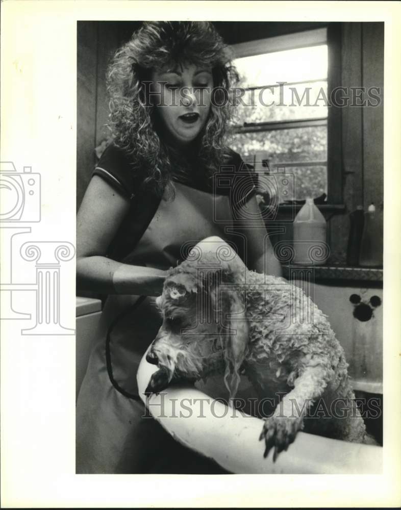 1988 Press Photo Leslie Jacob of LaPlace Pet Shop bathes white poodle &quot;Peppy&quot; - Historic Images