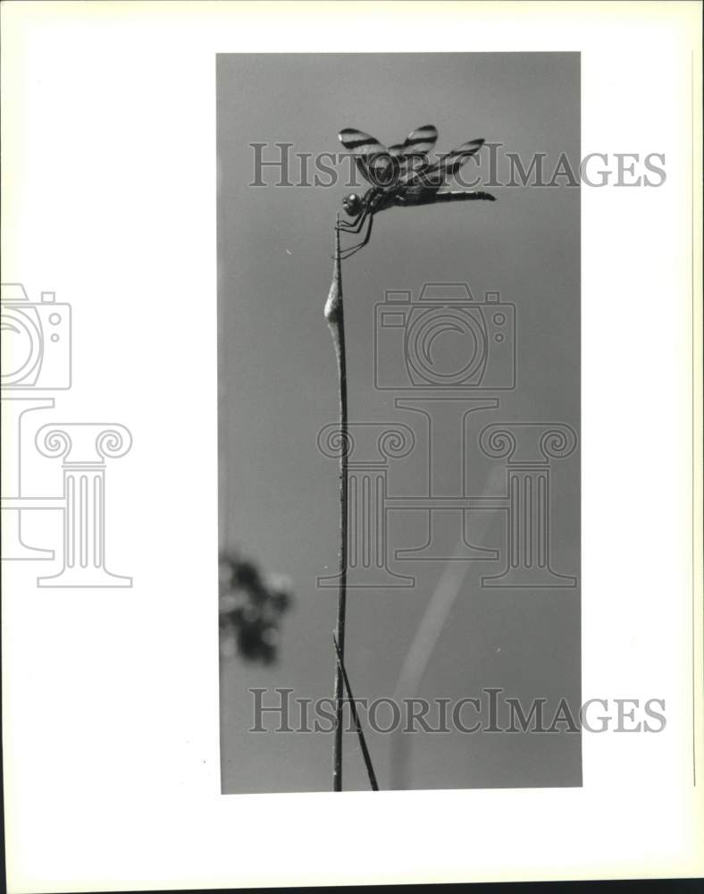 1995 Press Photo A dragonfly sits on a reed near Thibodaux sewer discharge site - Historic Images