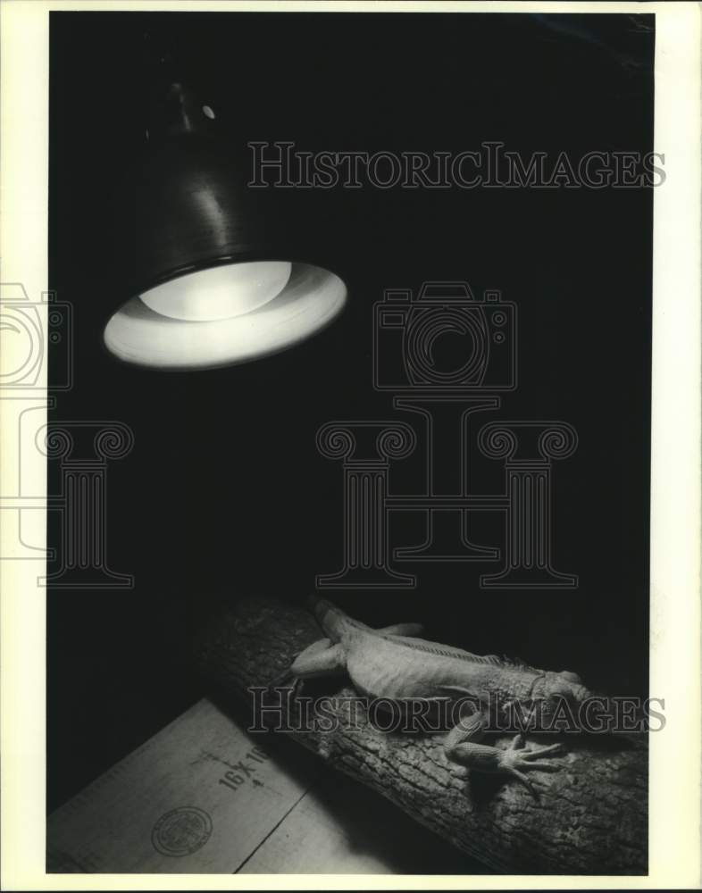 1989 Press Photo An iguana sits under a flood light at Aquarium of the Americas - Historic Images