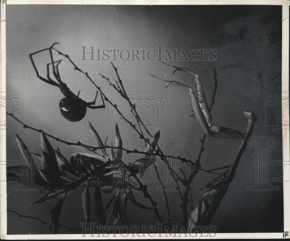 1967 The praying mantis preparing to catch a black widow spider-Historic Images