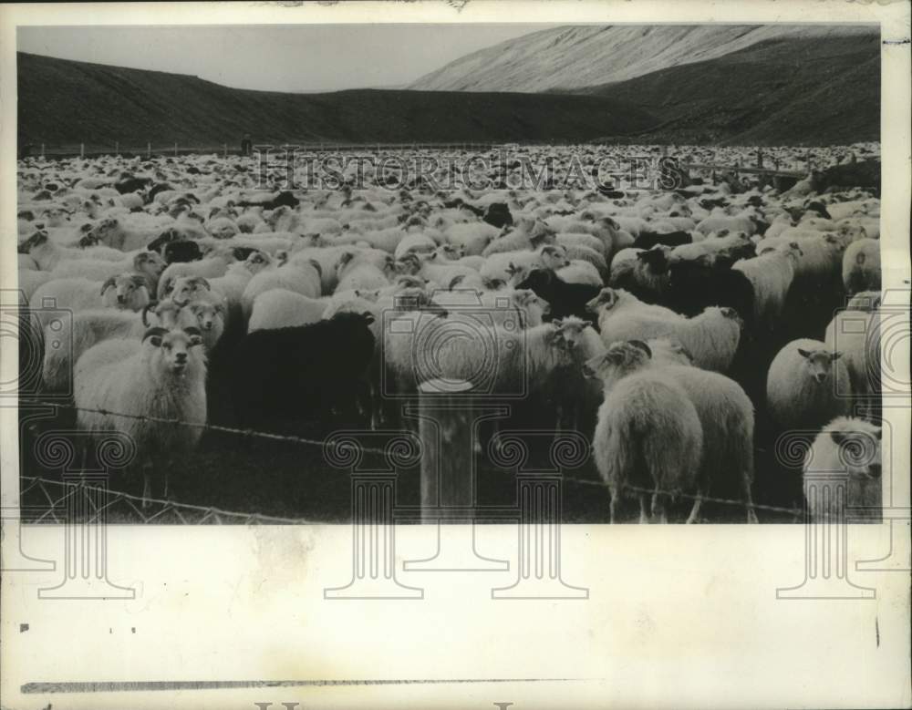 Press Photo Hundreds of sheep herded down from mountains in Iceland - Historic Images