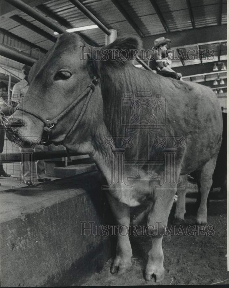 1977 Press Photo Junior Livestock Show - nob41868 - Historic Images