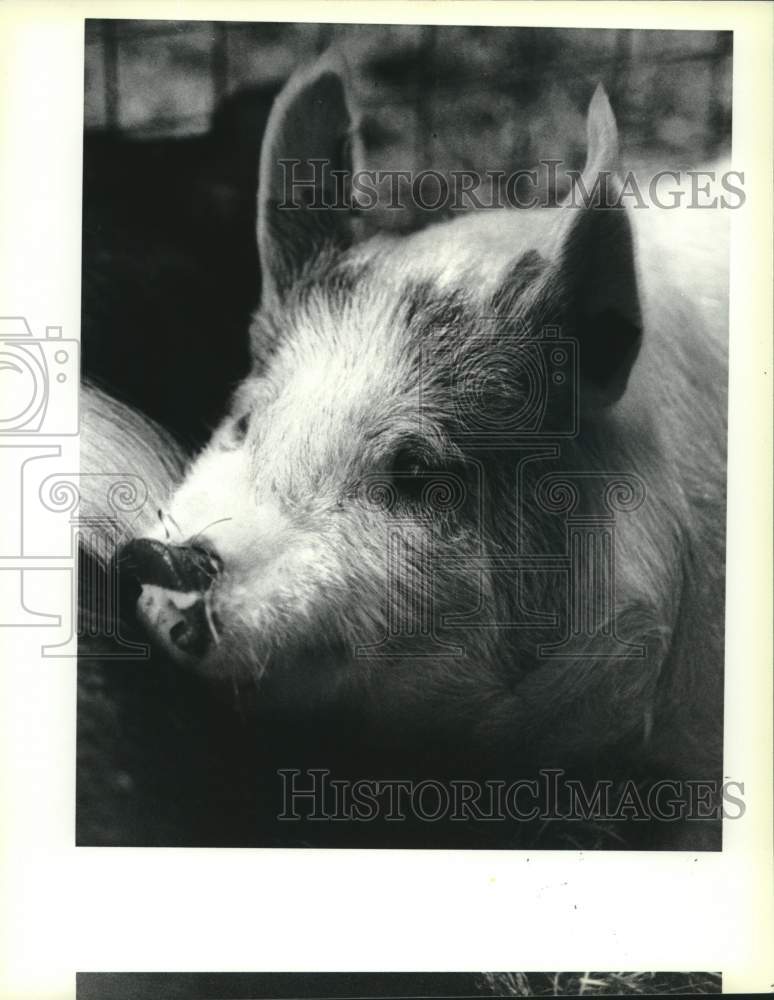 1991 Press Photo One of Julie Blackburn&#39;s pigs, Fannie Mae a Hampshire breed - Historic Images