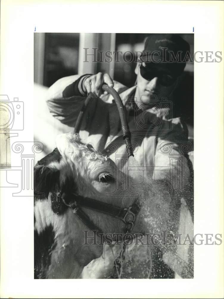 1991 Press Photo Shawn Cheramie with his Herford Heffer at LSU Junior Livestock - Historic Images