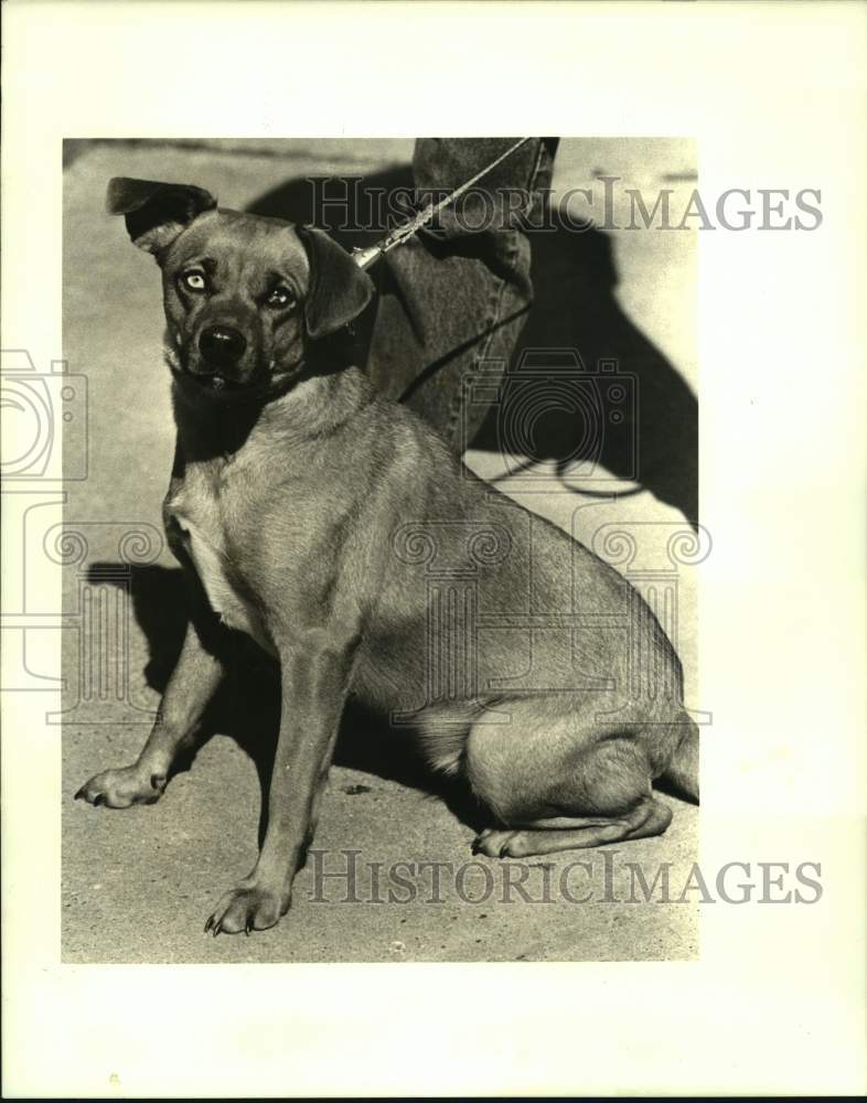 1988 Press Photo Jefferson SPCA&#39;s pet of the week &quot;Dee Dee&quot; - Historic Images