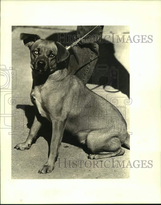 1988 Press Photo Jefferson SPCA's pet of the week "Dee Dee" - Historic Images
