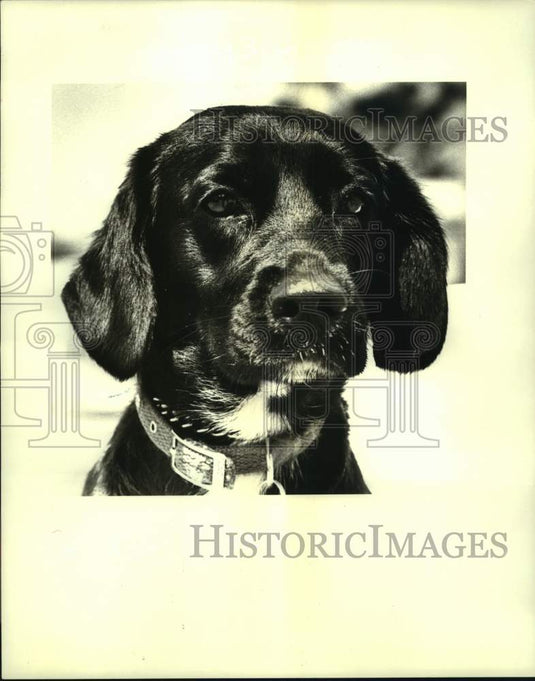 1988 Press Photo Jefferson SPCA's pet of the week "Shadow" - Historic Images
