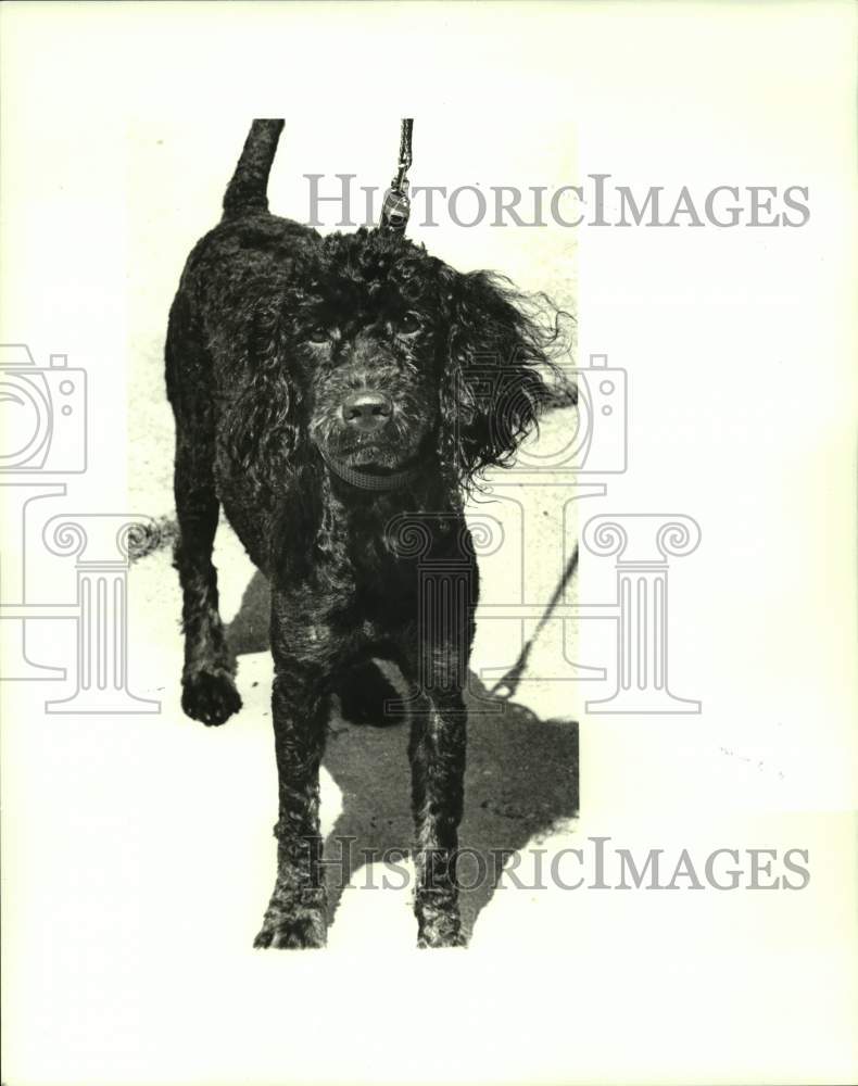 1987 Press Photo Jefferson SPCA&#39;s pet of the week &quot;Pepper&quot; - Historic Images