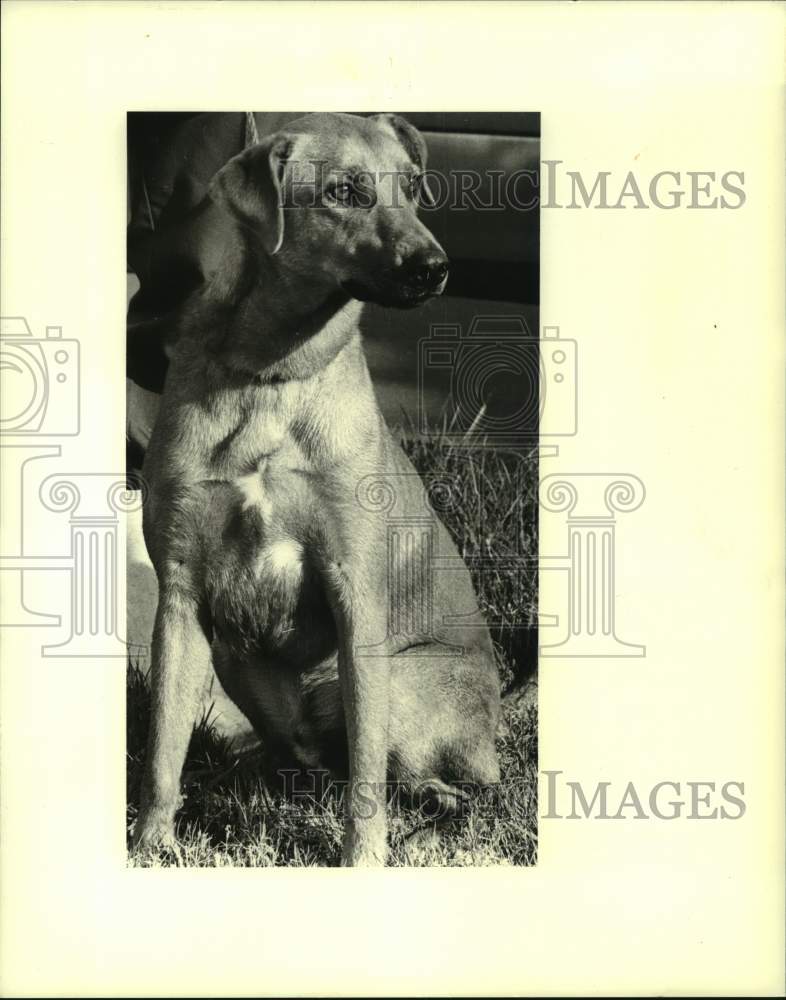 1989 Press Photo Mixed Labrador dog for adoption at Jefferson Animal Shelter - Historic Images