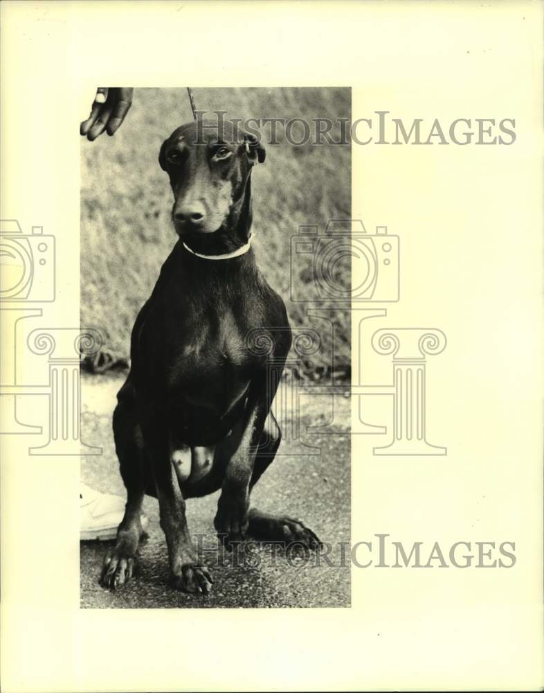 1989 Press Photo Female Doberman dog featured pet at Jefferson Animal Shelter - Historic Images