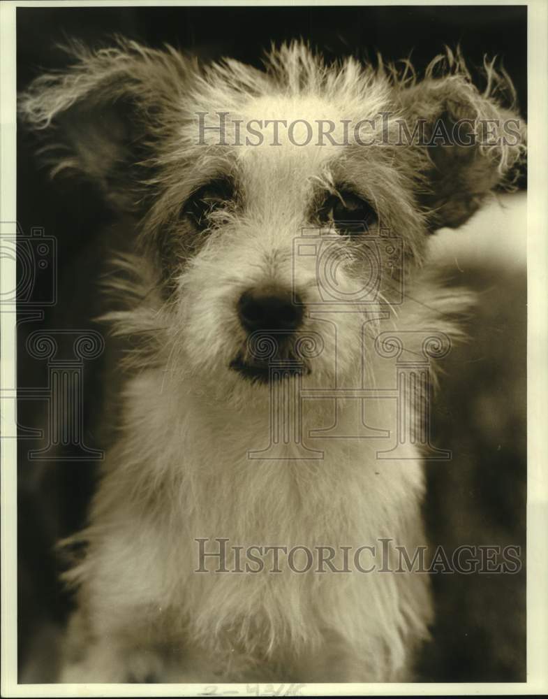 1987 Press Photo Female brown and white mixed-breed at East Bank Animal Shelter - Historic Images