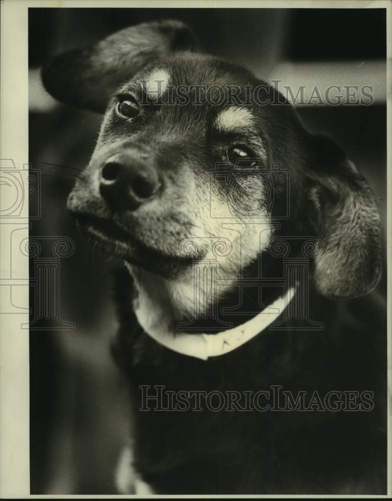 1987 Press Photo Male Shepard up for adoption at Jefferson Parish Animal Shelter - Historic Images