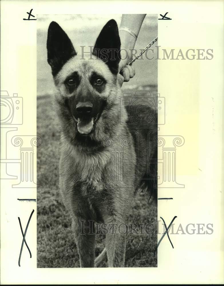 1988 Press Photo Mixed Shepherd up for adoption- Jefferson Parish Animal Shelter - Historic Images