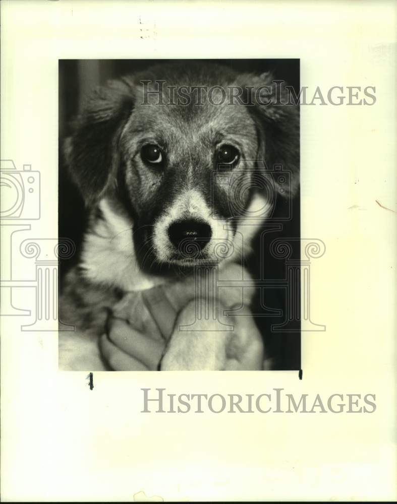 1988 Press Photo Mixed breed puppy for adoption- Jefferson Parish Animal Shelter - Historic Images