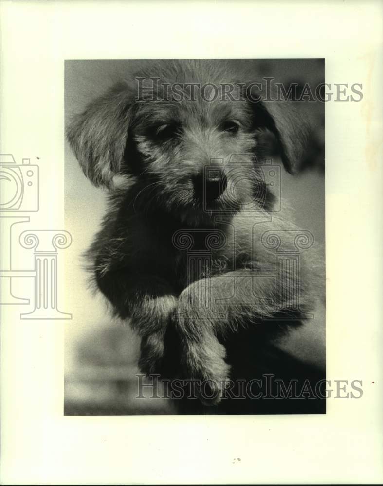 1988 Press Photo Terrier Puppy up for adoption- Jefferson Parish Animal Shelter - Historic Images