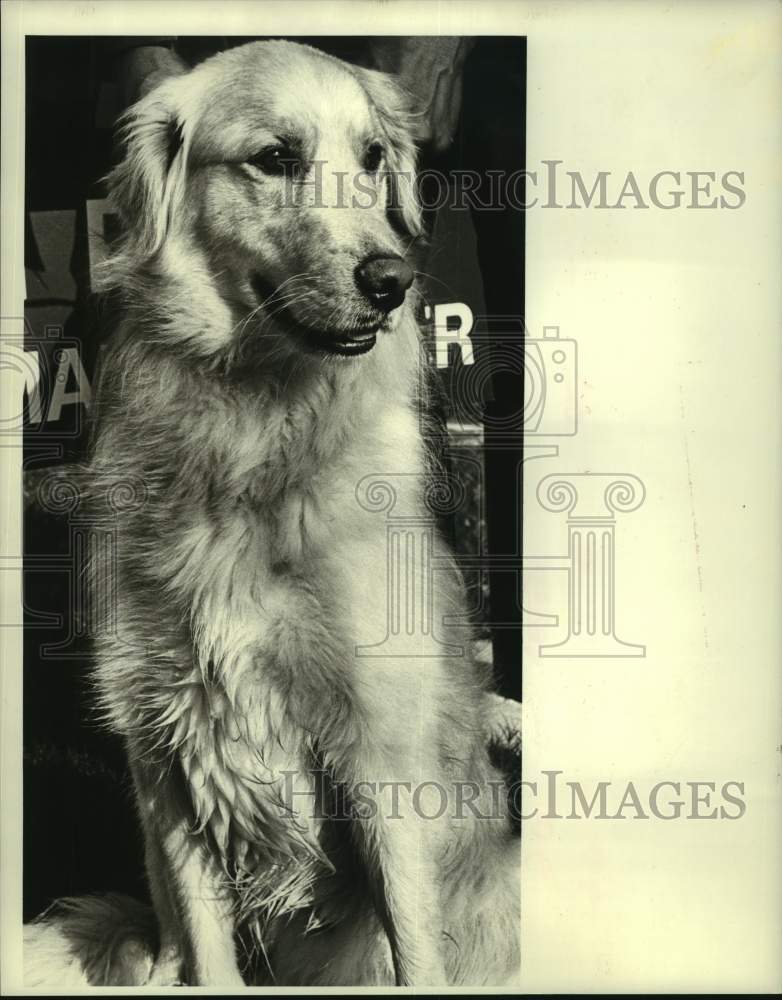 1987 Press Photo Golden Retriever for adoption- Jefferson Parish Animal Shelter - Historic Images