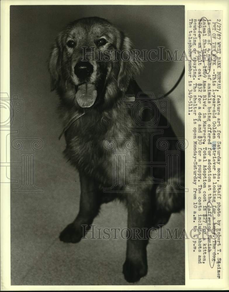 1987 Press Photo Golden Retriever for adoption- Jefferson Parish Animal Shelter - Historic Images