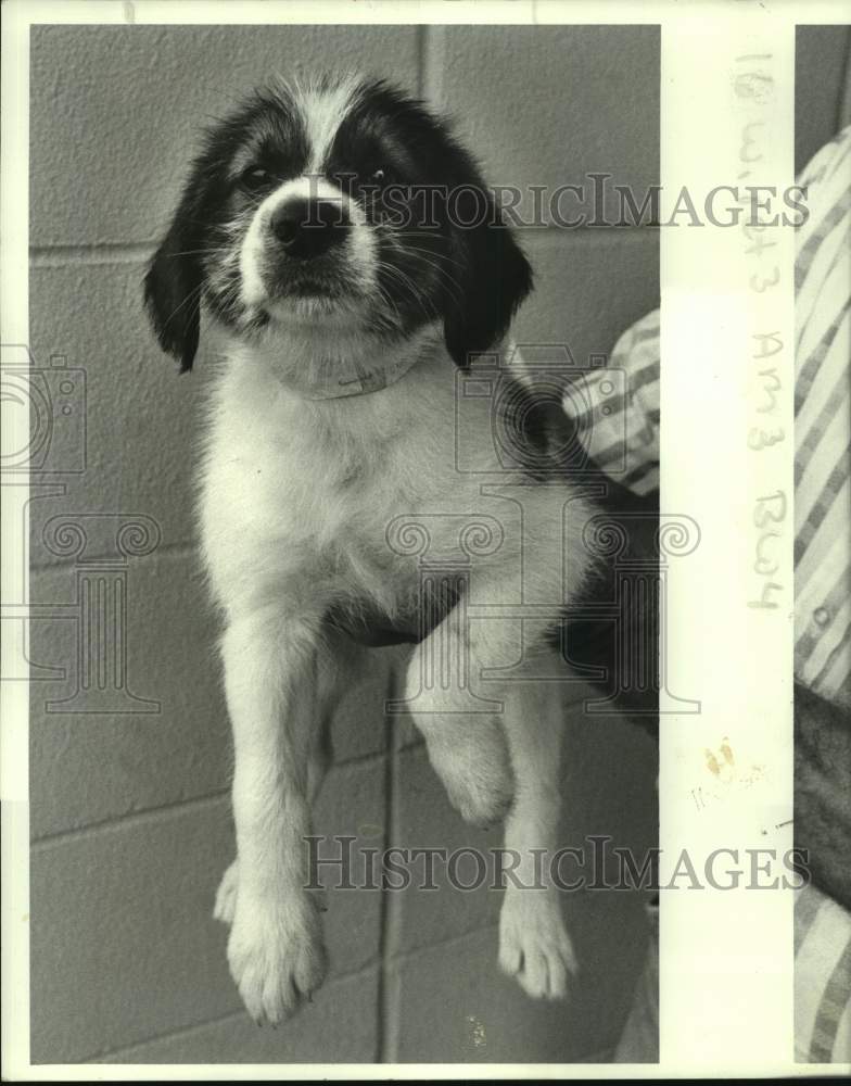 1987 Press Photo Mixed breed puppy up for adoption- Jefferson Animal Shelter - Historic Images