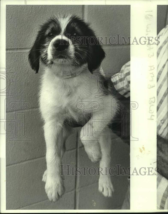1987 Press Photo Mixed breed puppy up for adoption- Jefferson Animal Shelter - Historic Images