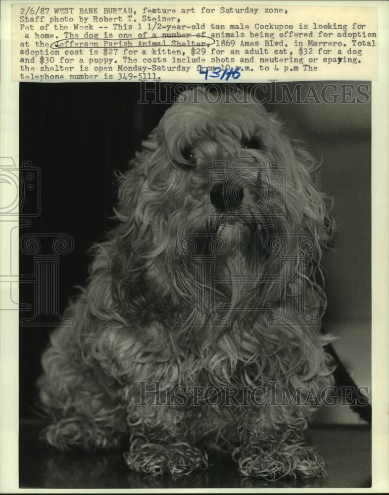 1987 Press Photo Cockupoo up for adoption at Jefferson Parish Animal Shelter - Historic Images