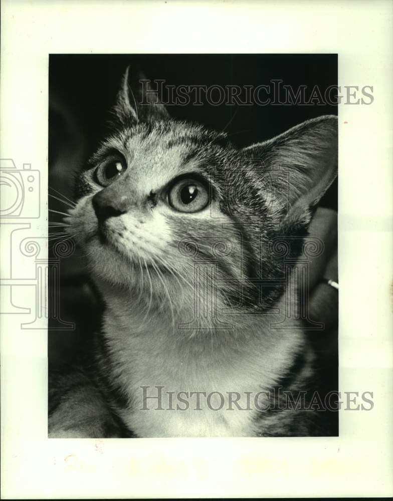 1987 Press Photo &quot;Sissy&quot; available for adoption at the Jefferson SPCA - Historic Images