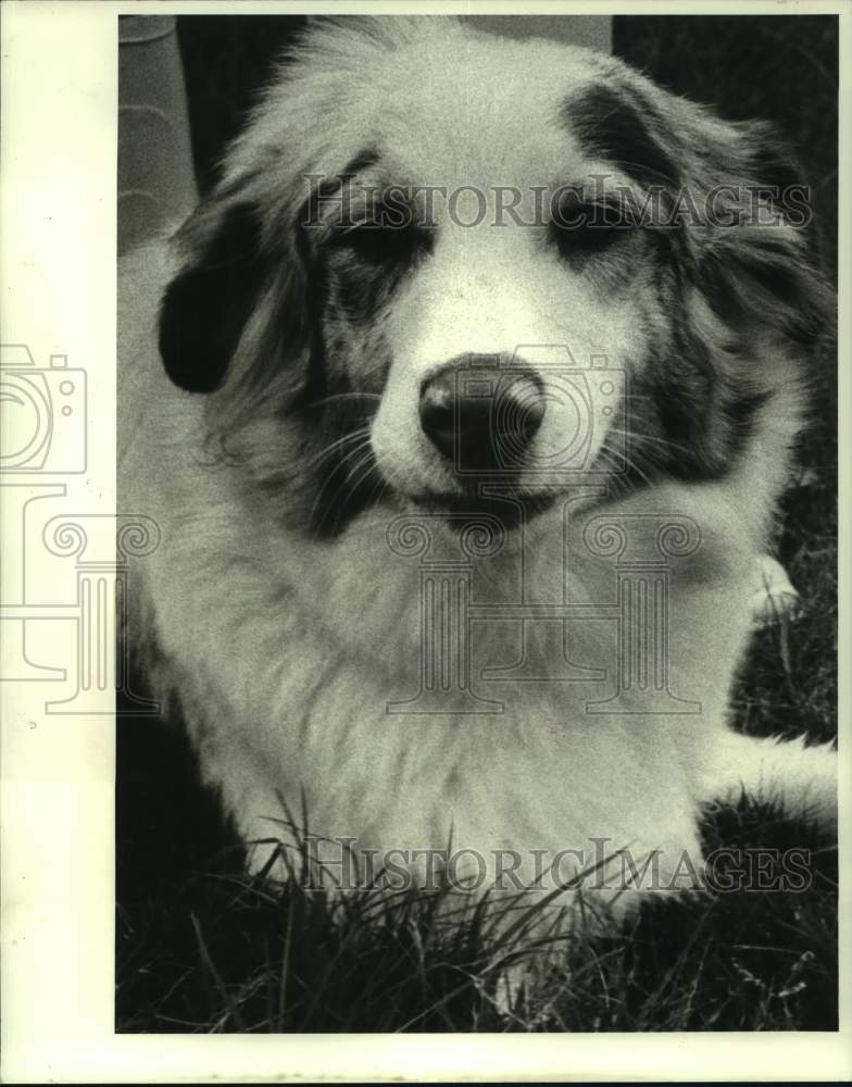 1987 Press Photo Australian Shepard, pet of the Week, Jefferson Parish Shelter - Historic Images