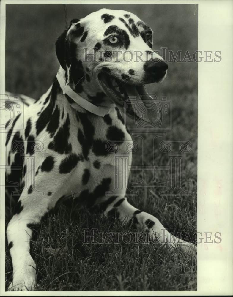 1987 Press Photo Dalmatian, Pet of the Week, Jefferson Parish Animal Shelter - Historic Images