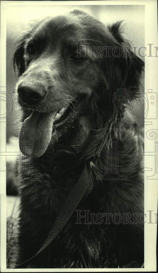 1987 Press Photo Male golden retriever at Jefferson Parish Animal Shelter - Historic Images